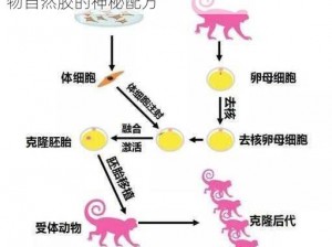 动物自然胶配方大全视频播放图片：揭秘动物自然胶的神秘配方