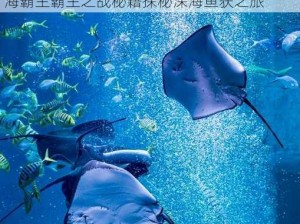 德古拉双鲨海湾征服之旅：捕鱼攻略揭秘深海霸主霸主之战秘籍探秘深海鱼获之旅