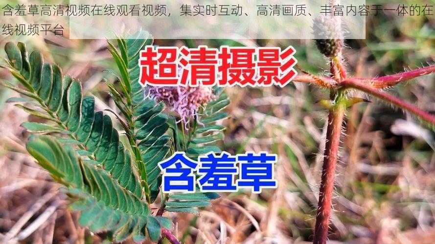 含羞草高清视频在线观看视频，集实时互动、高清画质、丰富内容于一体的在线视频平台