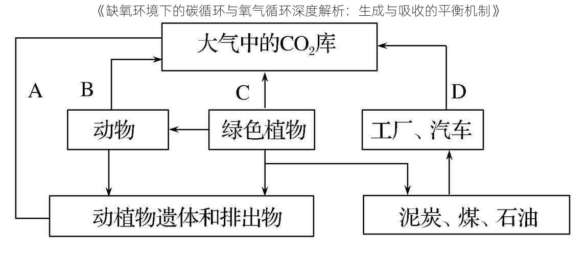 《缺氧环境下的碳循环与氧气循环深度解析：生成与吸收的平衡机制》