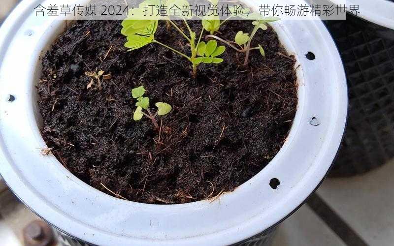 含羞草传媒 2024：打造全新视觉体验，带你畅游精彩世界